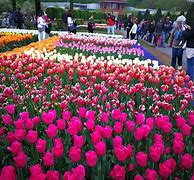 Image result for Arranged Flower Garden Netherlands