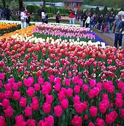 Image result for Tulip Festival Holland Netherlands