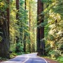 Image result for Redwood Trees in California Humboldt Redwoods State Park