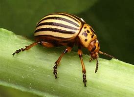 Image result for "potato-beetle"
