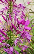 Image result for Razor Plant