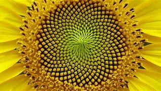 Image result for Golden Ratio in Nature Beautiful
