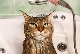 Image result for Cute Cat Bath