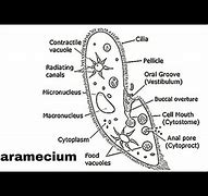 Image result for A Single Celled Organism
