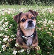 Image result for Mixed Breed Dogs Images
