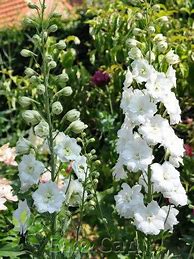 Image result for Delphinium Delphi Diamant ®