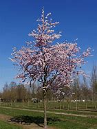 Image result for Prunus Accolade