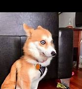 Image result for Shocked Dog Face Meme