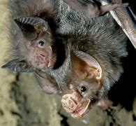 Image result for Female Vampire Bat