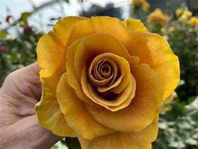 Image result for Heart of Gold Rose