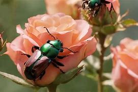 Image result for What Animals Eat Roses