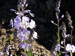 Image result for Veronica gentianoides Pallida