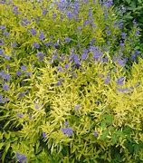 Image result for Caryopteris x clandonensis Good As Gold