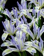 Iris reticulata Painted Lady માટે ઇમેજ પરિણામ