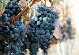 Image result for Merlot Grapes