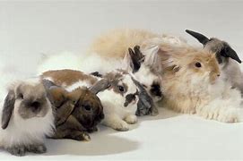 Image result for Normal Rabbit Fur