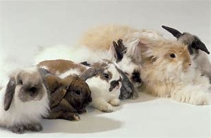 Image result for Rabbit Fur Colors