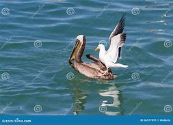 Image result for Pelican Eats Seagull