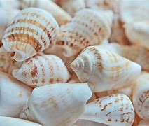 Image result for Coquillage Blanc