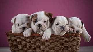 Image result for Cute Bulldog Puppies Case