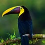 Image result for Bird Wallpaper for Device