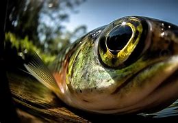 Image result for Fish Eye Pices