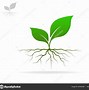 Image result for Rooted in Love PNG