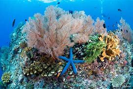 Image result for coral�rero