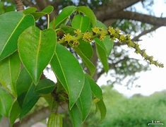 Image result for Manchineel Tree Poisonous Plants