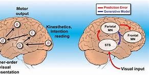 Image result for Mirror Neurons in Humans