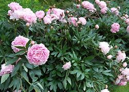 Image result for Paeonia Primevère (Lactif-SD-Group)