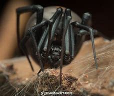 Image result for Redback Spider Venom