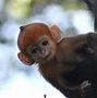 Image result for Cute Orange Monkey