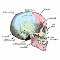 Image result for Back of Skull Anatomy