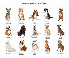 Image result for Small Medium and Large Dogs