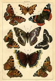 Image result for Vintage Butterfly Printables