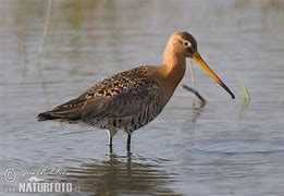Image result for Limosa limosa