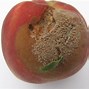 Image result for Rust Spots On Peach Tree Leaves
