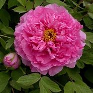 Image result for Paeonia suffruticosa Ru Fu Rong