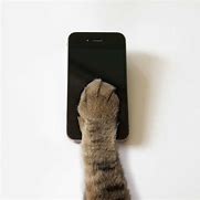Image result for Cat Paw Phone Case