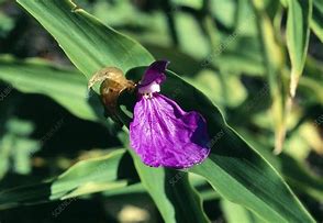 Image result for Roscoea auriculata