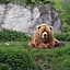 Image result for Brown Bear Wallpaper