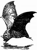 Image result for Michigan Bats