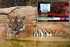 Image result for Man Attacked by Tiger at Naples Zoo