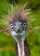 Image result for Bad Hair Day Birds