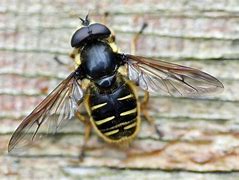 Image result for "bee-flies"