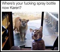 Image result for Angry Cat Meme Karen