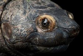 Image result for Erymnochelys madagascariensis