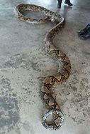 Image result for Giant Python Snake