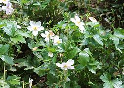 Image result for Anemone Dreaming Swan (r)